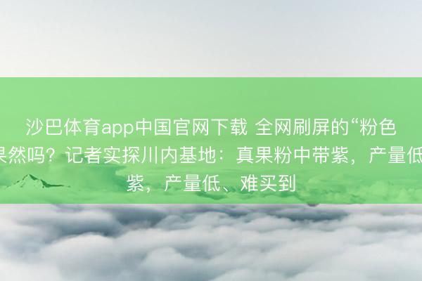 沙巴体育app中国官网下载 全网刷屏的“粉色蓝莓”是果然吗？记者实探川内基地：真果粉中带紫，产量低、难买到